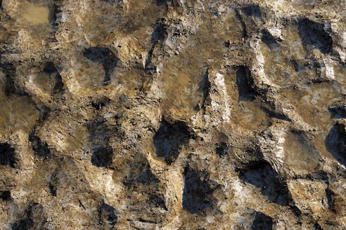 人の足跡と思われる水田面の凹凸をアップで撮影した写真