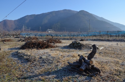 白塚古墳群の遠景写真です。山と麓に広がる果樹畑が写っています。